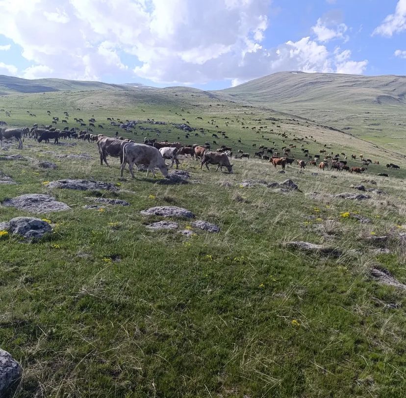 Gökçek Hayvancılık